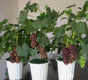 Cara menanam anggur di dalam pot (tabulampot) supaya cepat berbuah untuk Anda