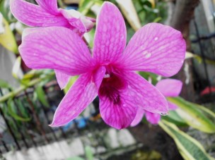 Bunga Anggrek Hartinah