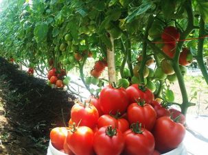 Manfaat tomat untuk kesehatan dan cara menanam tomat dalam polybag untuk Anda