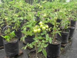 Manfaat tomat untuk kesehatan dan cara menanam tomat dalam polybag untuk Anda